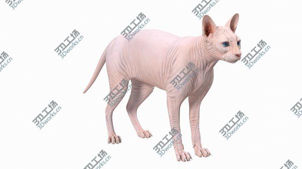 images/goods_img/20210312/Cream Sphynx Cat Rigged 3D model/2.jpg